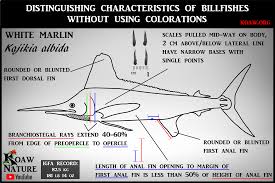 Image result for Kajikia albida