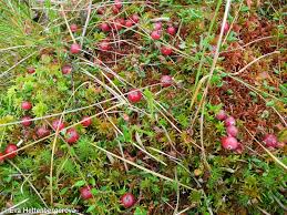 Attēlu rezultāti vaicājumam “Oxycoccus palustris fruit”