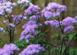 Attēlu rezultāti vaicājumam “Thalictrum aquilegifolium fruit”