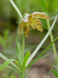 Attēlu rezultāti vaicājumam “Liliaceae”