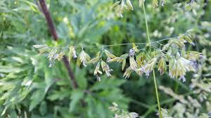 Attēlu rezultāti vaicājumam “Poa trivialis flower”