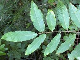 Attēlu rezultāti vaicājumam “Castanea sativa  leaf”