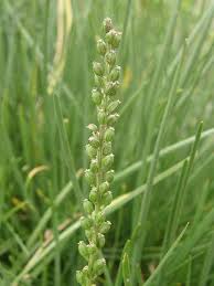 Attēlu rezultāti vaicājumam “Juncaginaceae”