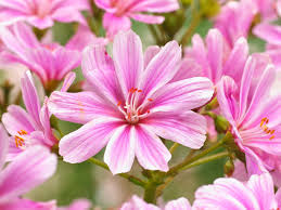 Image result for Bitterwurz