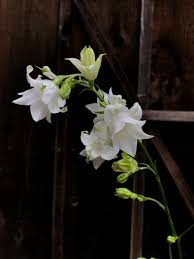 Attēlu rezultāti vaicājumam “Campanula persicifolia bud”