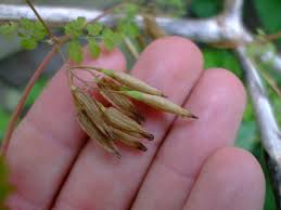 Image result for Adlumia fungosa