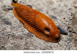 Attēlu rezultāti vaicājumam “Arion rufus”