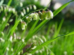 Attēlu rezultāti vaicājumam “Melica nutans flower”