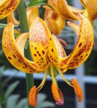 Attēlu rezultāti vaicājumam “Lilium martagon flower”