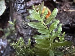 Attēlu rezultāti vaicājumam “Rhynchostegiella tenella”