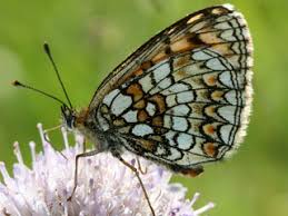 Attēlu rezultāti vaicājumam “Mellicta athalia underside”