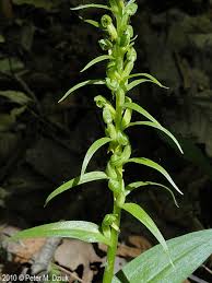 Attēlu rezultāti vaicājumam “Coeloglossum viride”