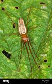 Attēlu rezultāti vaicājumam “Tetragnatha montana”