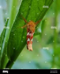 Attēlu rezultāti vaicājumam “Phymatopus hecta”