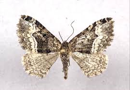 Attēlu rezultāti vaicājumam “Euphyia unangulata”