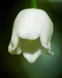 Attēlu rezultāti vaicājumam “Convallaria majalis bud”