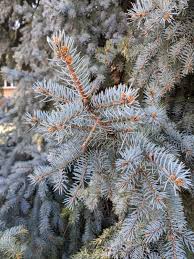 Attēlu rezultāti vaicājumam “Picea pungens”