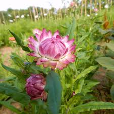 Image result for Helichrysum lindleyii