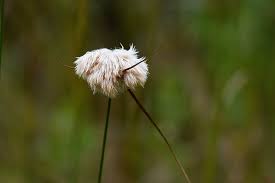 Attēlu rezultāti vaicājumam “Eriophorum gracile leaf”