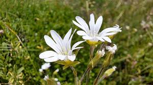 Attēlu rezultāti vaicājumam “Cerastium arvense leaf”