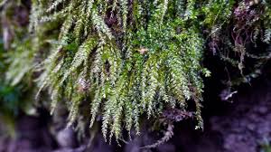 Attēlu rezultāti vaicājumam “Plagiothecium cavifolium”