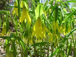 Attēlu rezultāti vaicājumam “Uvularia grandiflora”