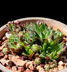 Attēlu rezultāti vaicājumam “Jovibarba globifera leaf”