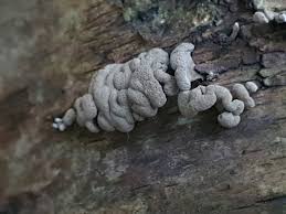 Attēlu rezultāti vaicājumam “Cudoniella acicularis”