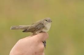 Attēlu rezultāti vaicājumam “Sylvia borin nest”