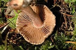 Attēlu rezultāti vaicājumam “Inocybe lanuginosa”