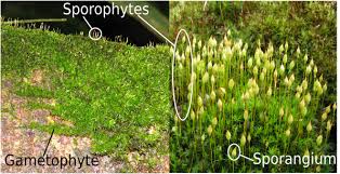 Attēlu rezultāti vaicājumam “sporophyte”