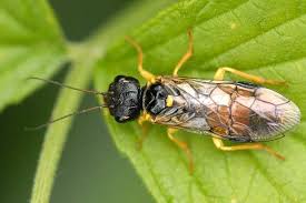 Attēlu rezultāti vaicājumam “Pamphiliidae”