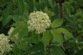 Attēlu rezultāti vaicājumam “Sambucus racemosa”