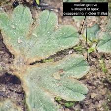 Attēlu rezultāti vaicājumam “Riccia sorocarpa macro”