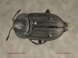 Attēlu rezultāti vaicājumam “Silphidae”