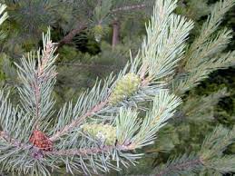 Attēlu rezultāti vaicājumam “Pinus sylvestris var. borussica”