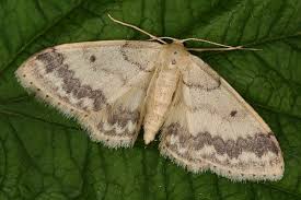 Attēlu rezultāti vaicājumam “Idaea biselata”