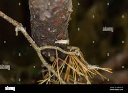 Attēlu rezultāti vaicājumam “Catoptria margaritella”