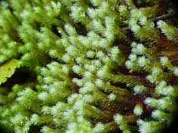 Attēlu rezultāti vaicājumam “Philonotis”