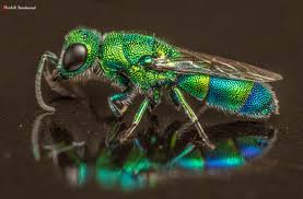 Attēlu rezultāti vaicājumam “Chrysididae”
