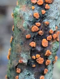 Attēlu rezultāti vaicājumam “Peniophora rufa”