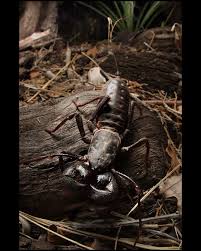 Attēlu rezultāti vaicājumam “Anthrenus sp. imago”