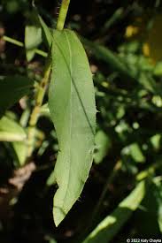 Attēlu rezultāti vaicājumam “Hieracium umbellatum bud”