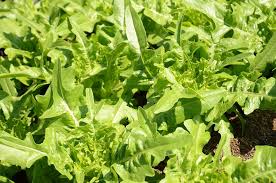 Image result for Pflücksalat