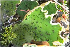 Attēlu rezultāti vaicājumam “Peltigera”