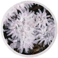 Attēlu rezultāti vaicājumam “Ceratiomyxa fruticulosa”