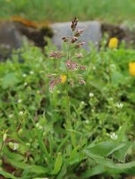 Attēlu rezultāti vaicājumam “Poa remota”