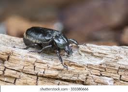 Attēlu rezultāti vaicājumam “Osmoderma barnabita imago”