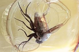 Attēlu rezultāti vaicājumam “Phoridae”