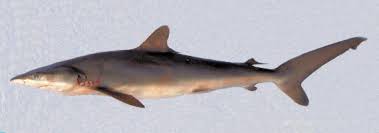 Image result for Carcharhinus falciformis